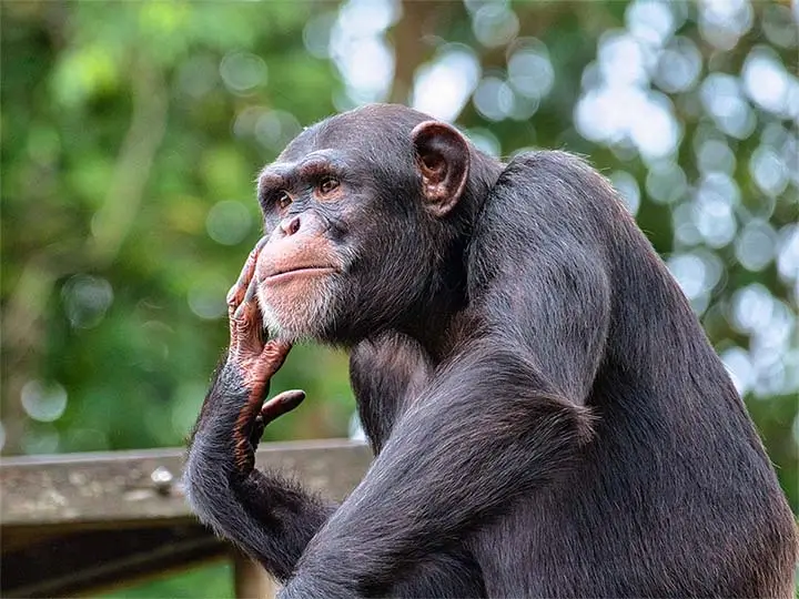 Pygmy Chimpanzee